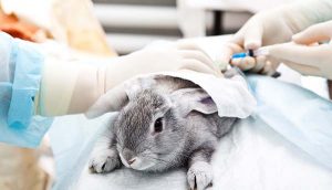 animaltesting